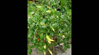 Download lagu Getting rid of chili pests is a problem for millions of farmers mp3 Download lagu Getting rid of chili pests is a problem for millions of farmers mp3