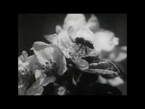 Stranger Than Kindness (Nick Cave cover)