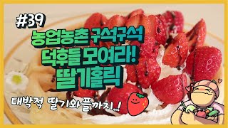 농업농촌 구석구석 ep.39 딸기, 우리는 보기만해도 행복합니다