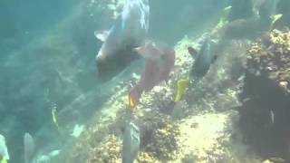 Space for the Papa - Jeff Beck