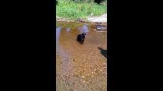 preview picture of video 'First time swimming Labrador'