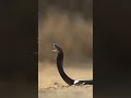 Spitting Cobra in Slow Motion