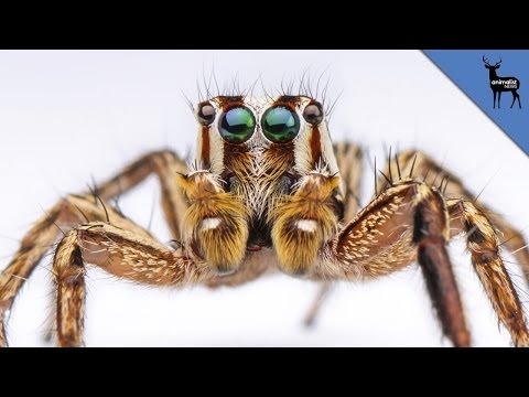 Why Are There So Many Spiders in Your House?