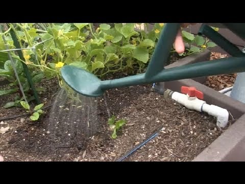 How to Water Cucumber Plants : Cucumber Gardening