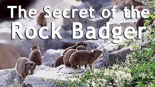 Discover the secrets of the Rock Badger