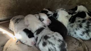 Video preview image #1 Border Collie Puppy For Sale in MOSIER, OR, USA