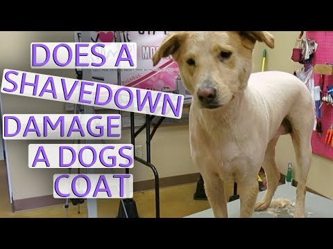 download lagu mp3 mp4 Shaved Chocolate Lab, download lagu Shaved Chocolate Lab gratis, unduh video klip Shaved Chocolate Lab