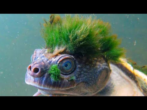 Animali Che NON SEMBRANO REALI