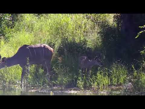 Djuma: Kudu female and young calf - 08:51 - 03/03/21