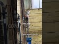 This Horse S Reaction When He Sees A Zebra For The First Time