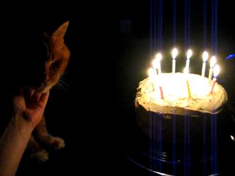 Cat's birthday cake.AVI
