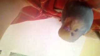 お寝んねピッピ