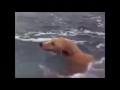 Lumba Lumba Menyelamatkan Anjing
