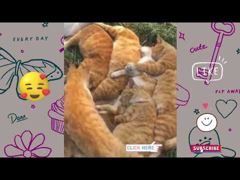 Cute 💜 cats fun moments 》》 @KumariCandy