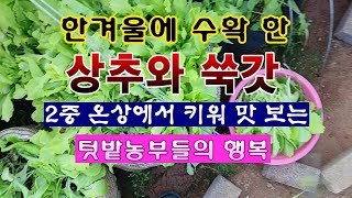 [텃밭농부 1,781]  이 추운 겨울에 키운 상추, 치커리를 수확. 텃밭농부들의 소소한 행복! #상추재배 …