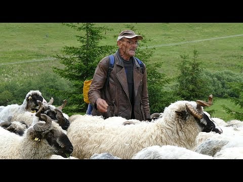 Džemal zakupljuje tuđe livade za uzgoj 200 ovaca