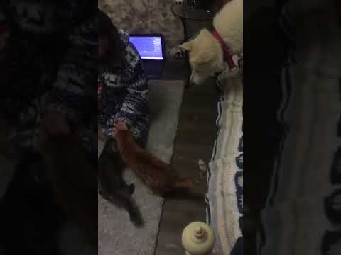 RUDI - 02 - 0222 - © ArcheMela e. V.