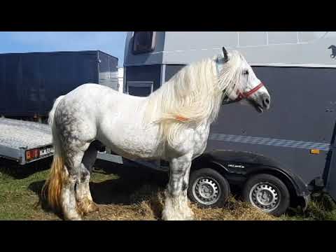 Cai dl Alin de la Izvin -Timisoara