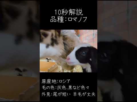 フランスにおける羊の品種の分類とリスト - 定義