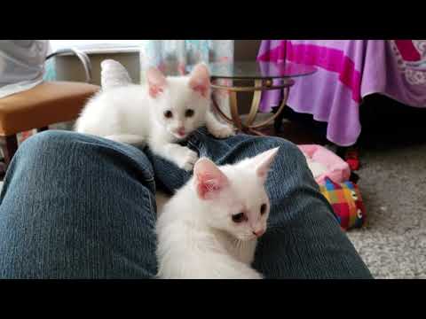 Two Turkish Angora Kittens Use Lap for Playground