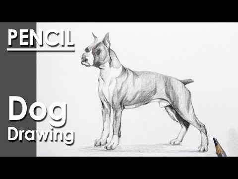 How to Draw A Dog in Pencil | step by step drawing and shading
