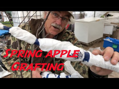 How to Graft Apple Trees with a Grafting Tool in Spring