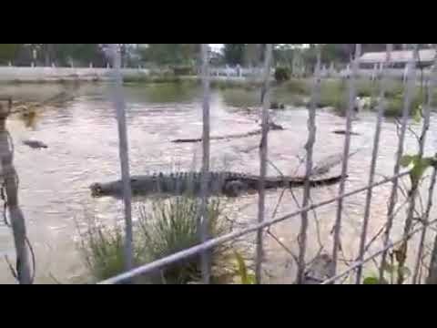 Buaya Buaya ini berbuka Puasa | Buaya mendapat Santapan Makanan