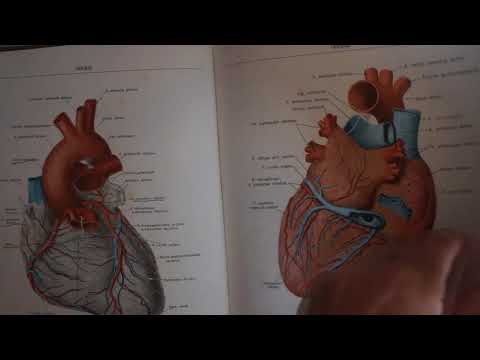 VELIKI I MALI KRVOTOK - Predavanje iz Anatomije i fiziologije