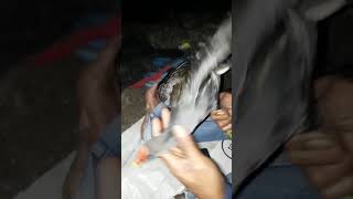 Download lagu Mikat burung mandar batu / peruk mp3 Download lagu Mikat burung mandar batu / peruk mp3