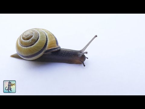 Beautiful Snails! - 2 HOURS Best Relaxing Music & Amazing Nature Scenery (1080p HD)