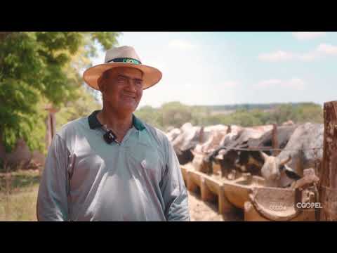 Gado com 20 arrobas na Fazenda Córrego do Ouro