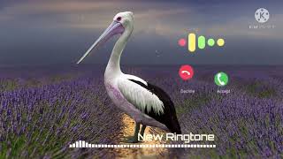 Abe Yar New Sms Ringtone Funny Ringtone Alarm Ringtone Call Ringtone Notification Ringtone 2022