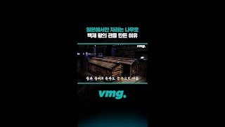 일본에서만 자라는 나무로 백제 왕의 관을 만든 이유 / 비디오머그 #shorts