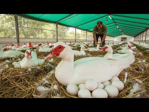 Raising Muscovy Duck - Egg Business, Egg Collection - Muscovy Duck Farm