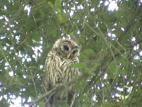CHARLES RANDALL - " BIGGEST OWL I'VE EVER SEEN "