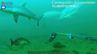 How an underwater gas pipeline became a fish haven