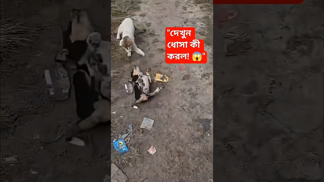 ধোসা আজ খেজুর গাছে উড়ছে! 😱 এক গাছ থেকে অন্য গাছে লাফ! #Shorts #Dhosa #Cheku