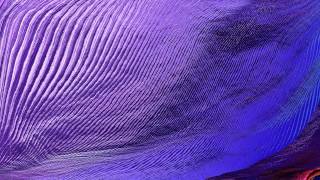 Aphex Twin - Rhubarb Orc. 19.53 Rev