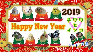 あけましておめでとうございます。チワワ　セキセイインコ　ウロコインコ　オカメインコ　Chihuahua　Parakeet