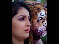 The Revenge Of Siberian Tiger Based On Real Story Shorts Wildlife Animals Tiger