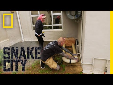 The Tyrant of the Trailer Park | Snake City