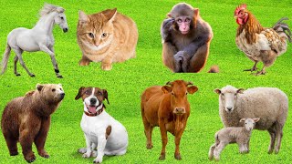 Explore Animals: Cow, Horse, Cat, Rabbit, Bear, Rhino, Dog, Goat, Tiger, Parrot - Beautiful Animals