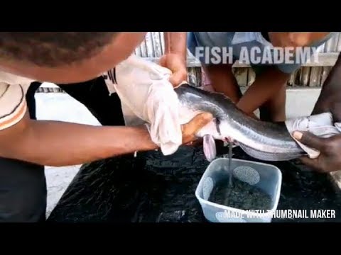HOW TO HATCH/BREED 80,000 FISH USING JUST ONE MALE AND FEMALE FISH; HOW TO HATCH FISH