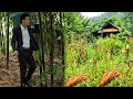 CEO leaves city for forest to renovate old house.