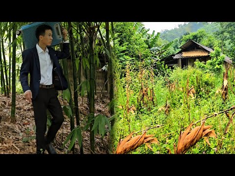 CEO leaves city for forest to renovate old house.