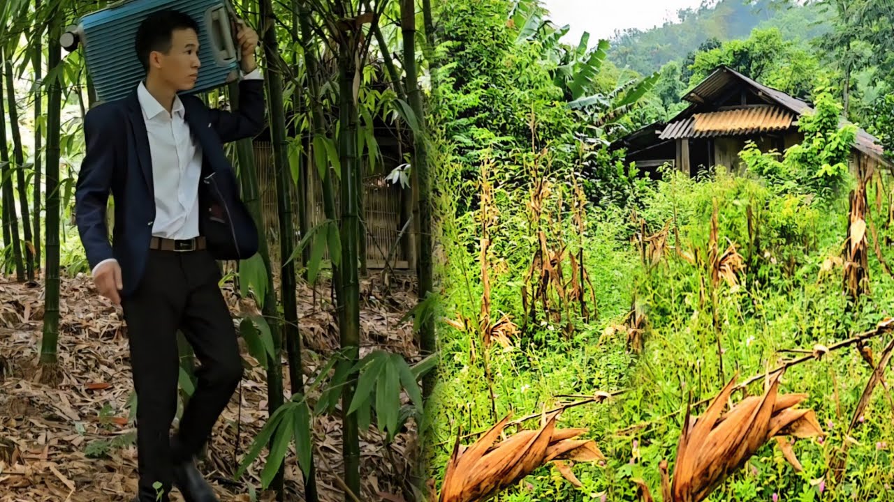 CEO leaves city for forest to renovate old house.