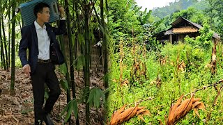 CEO leaves city for forest to renovate old house.