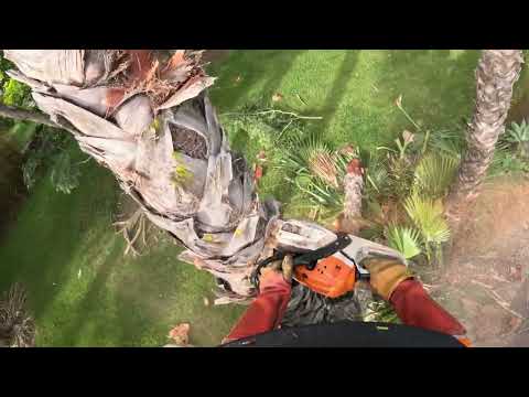 Poda Y Remocion De Palmeras Mexicanas / Rancho Santa Fe