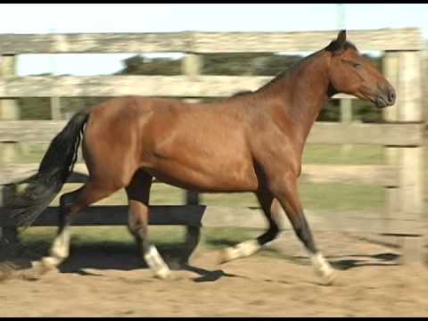 LOTE 45 DATA VENIA GUERRA