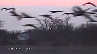 Sandhill Cranes Landing for the Night at Rowe Sanctuary March 26, 2013